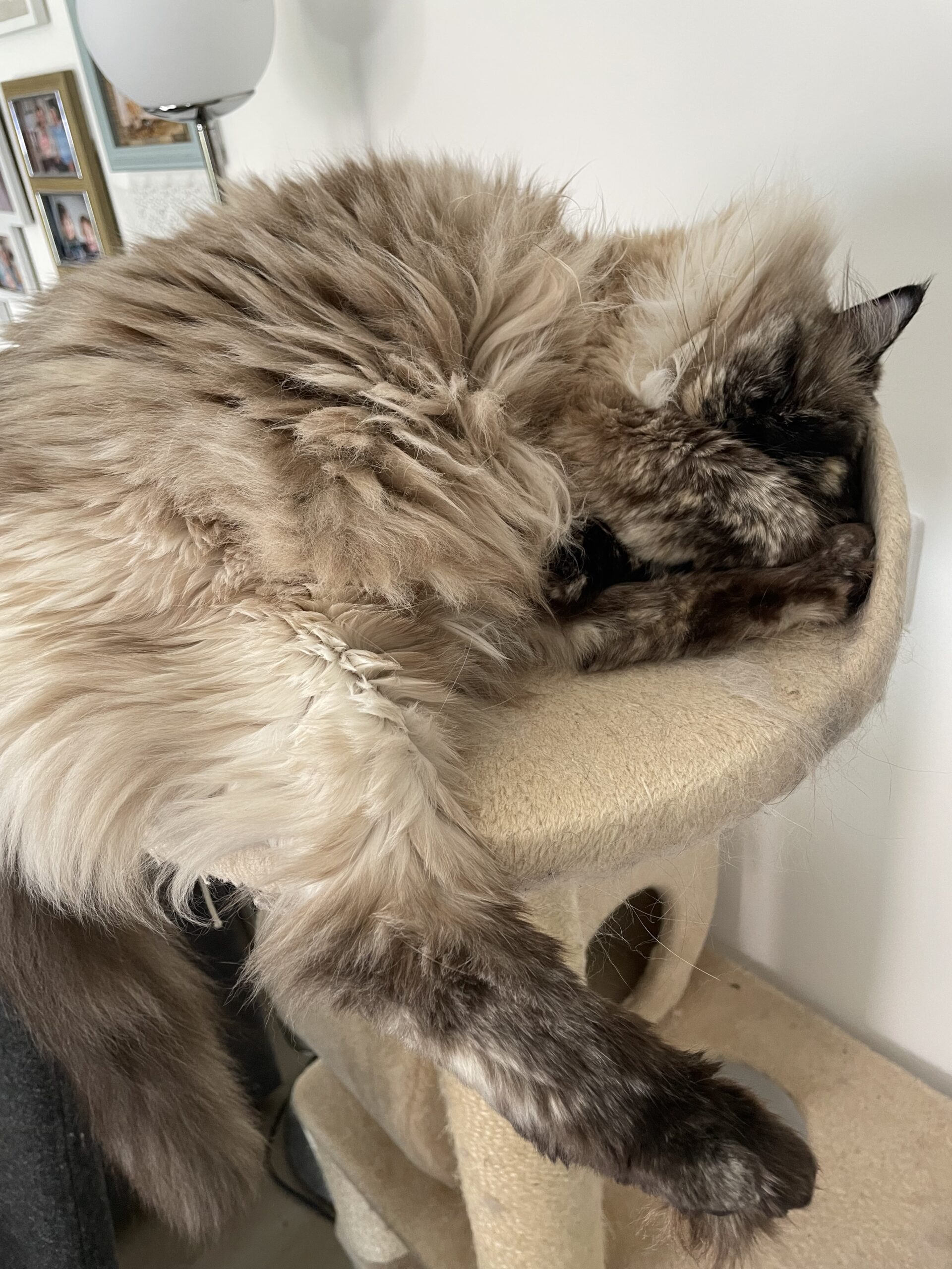 Amani, a seal tortie Ragdoll cat sleeping on top of a cat climbing tree
